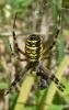 Argiope bruennichi